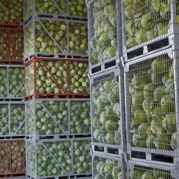 Several wire containers filled with cabbages in the warehouse